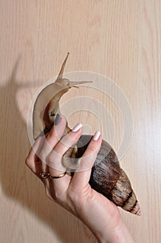 Giant African snail Achatina