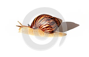 Giant African snail Achatina on white background. Achatina snail baby close up. Tropical snail Achatina fulica with shell