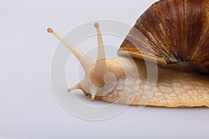 Giant African snail Achatina on white background. Achatina snail close up. Tropical snail Achatina fulica with shell