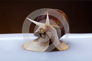 Giant African snail Achatina on white background. Achatina snail close up. Tropical snail Achatina fulica with shell