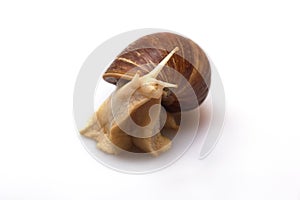 Giant African snail Achatina on white background. Achatina snail close up. Tropical snail Achatina fulica with shell