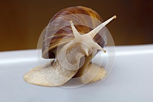 Giant African snail Achatina on white background. Achatina snail close up. Tropical snail Achatina fulica with shell