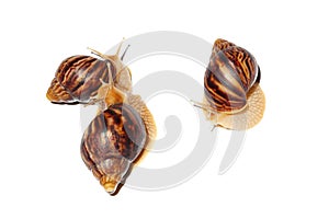 Giant African snail Achatina on white background. Three achatina snail baby close up macro. Tropical snail Achatina fulica with