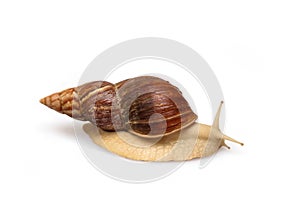 Giant African snail Achatina on white background. Tropical snail Achatina fulica with shell. Achatina snail close up
