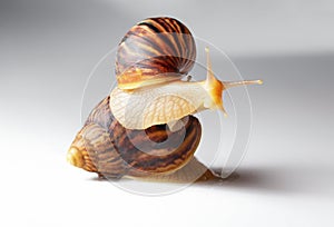 Giant African snail Achatina on white background. Two achatina snail baby close up macro. Tropical snail Achatina fulica with