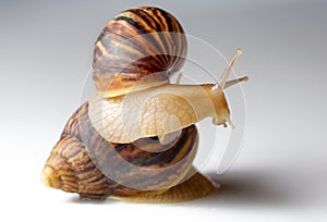 Giant African snail Achatina on white background. Two achatina snail baby close up macro. Tropical snail Achatina fulica with