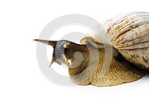 Giant african snail isolated on white background