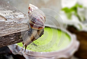 The giant African snail is one of the largest gastropods in the world. This species is one of the most dangerous pests in