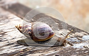 The giant African snail is one of the largest gastropods in the world. This species is one of the most dangerous pests in