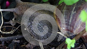 The giant African snail is one of the largest gastropods in the world. This species is one of the most dangerous pests in agricul