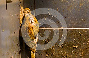 Giant African snail, a very popular tropical slug as food and pet, Traditional offering in the Candomble religion