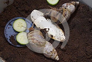 Giant African snails - Achatina fulica
