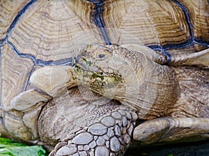 Giant African spurred or Sulcata tortoise with green mouth by eating vegetable in close up in a zoo