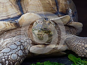 Giant African spurred or Sulcata tortoise with green mouth by eating vegetable in close up in a zoo