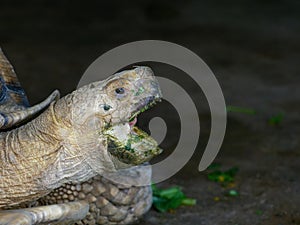 Giant African spurred or Sulcata tortoise with green opened mouth by eating vegetable in close up in a zoo