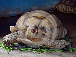 Giant African spurred or Sulcata tortoise with green opened mouth by eating vegetable in close up in a zoo