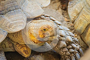 Giant African spurred tortoise (Centrochelys sulcata), also call