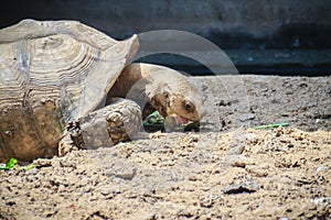 Giant African spurred tortoise (Centrochelys sulcata) is eating