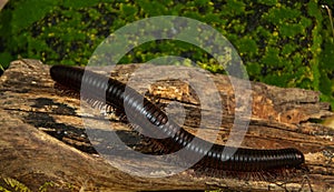 A Giant African Train Millipede on some wood and green background