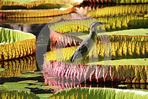 Giant African Waterlilly