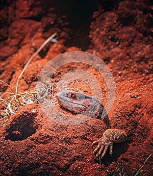 A giant agama lizard is hiding in a hole in a large termite mound. It is in Tsavo East National Park, Kenya, Africa.