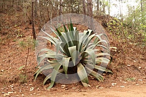 Giant agave plant next to the road on a hike from San JosÃ© del Pacifico to San Mateo Rio Hondo, Oaxaca, Mexico photo