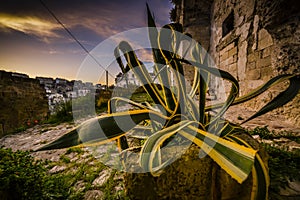 Giant agave with yellow stripes