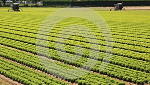 Giant agricultural field with lettuce and automatic irrigation d