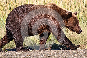 Giant Alaska Brown Grizzly Bear Lake Clark National Park