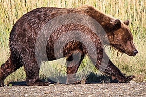 Giant Alaska Brown Grizzly Bear Lake Clark National Park photo