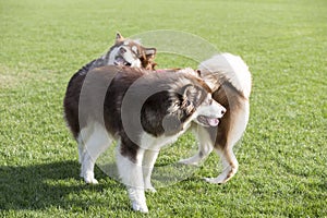 Giant Alaska dog photo