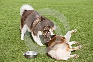 Giant Alaska dog photo