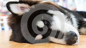 Giant alaskan malamute sleeping in the room