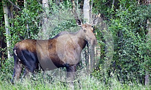 Giant Alaskan Moose Female Feeds on Leaves Forest Edge