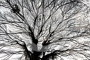 Giant albizia tree in winter