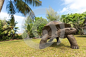 Giant Aldabra tortoise on an island in Seychelles.