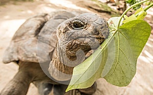 Giant Aldabra tortoise on an island in Seychelles.