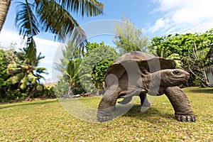 Giant Aldabra tortoise on an island in Seychelles. photo