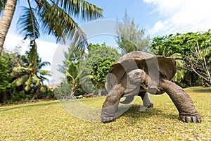 Giant Aldabra tortoise on an island in Seychelles.