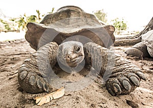 Giant Aldabra tortoise on an island in Seychelles.