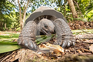 Giant Aldabra tortoise on an island in Seychelles.