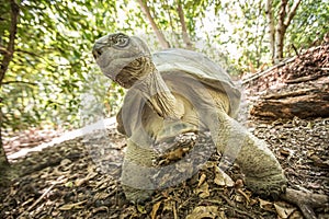 Giant Aldabra tortoise on an island in Seychelles.