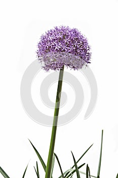 Giant allium flower