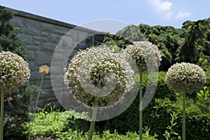 Giant allium globmaster