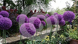 Giant Allium Purple Flowers