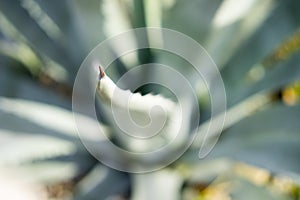 Giant aloe vera plant growing outdoor