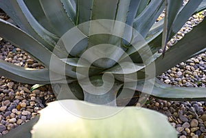 Giant aloe vera plant growing outdoor