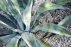 Giant aloe vera plant growing outdoor