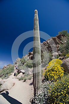 Giant alone Saguaro and brittlebush frame Pinnacle Peak trail