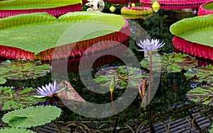 Giant Amazon water lily with mouve flower photo